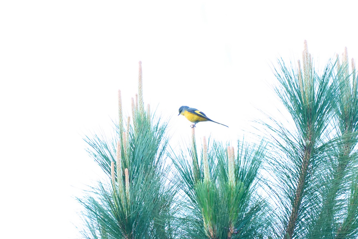 Long-tailed Minivet - ML644258180