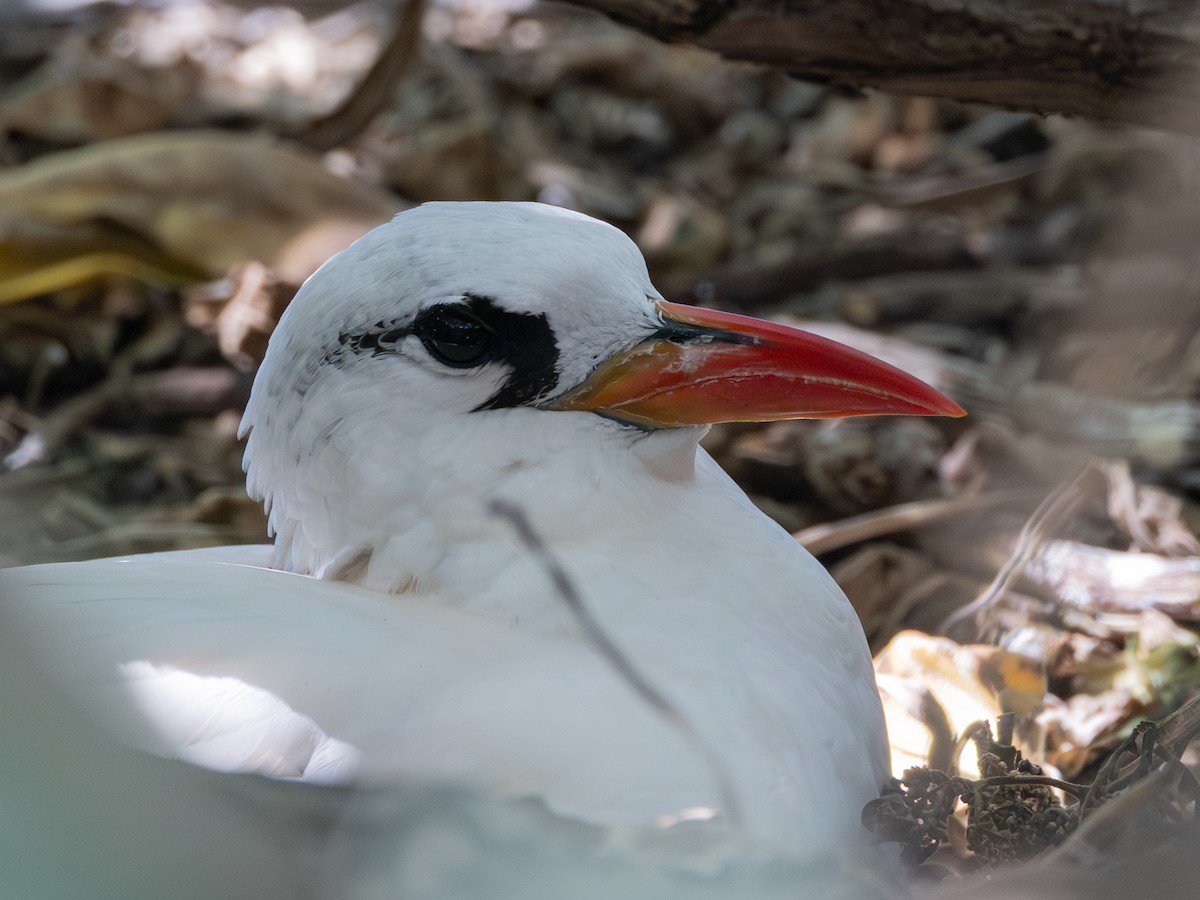 Phaéton à brins rouges - ML644258185