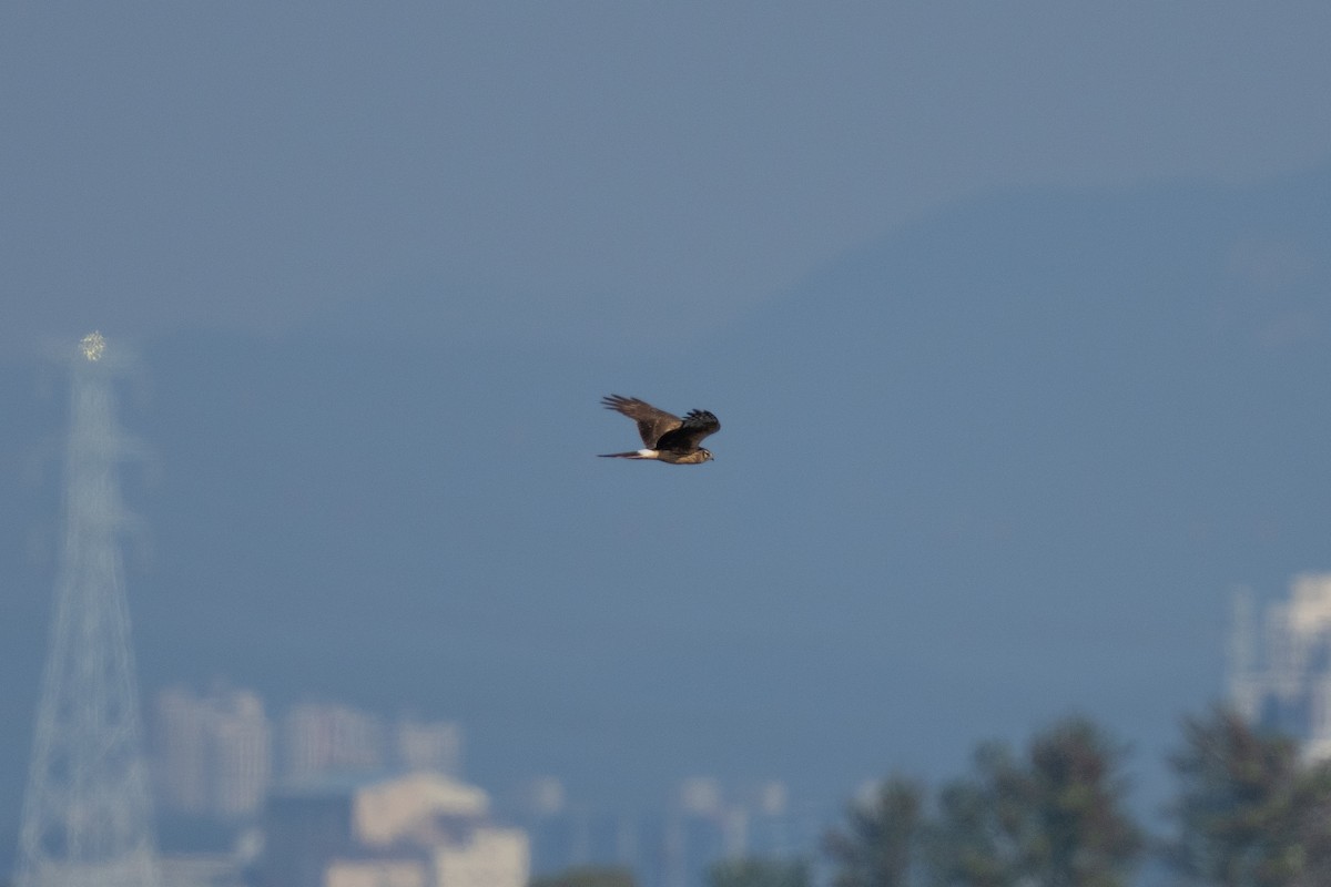 ハイイロチュウヒ - ML644258191