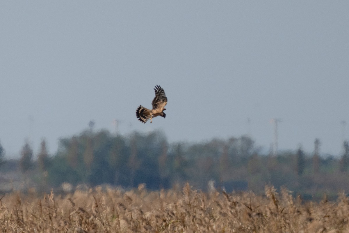 ハイイロチュウヒ - ML644258197