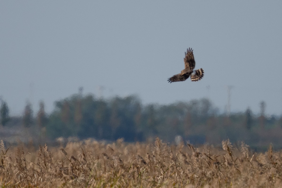 ハイイロチュウヒ - ML644258198