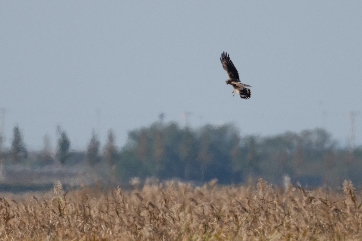 ハイイロチュウヒ - ML644258199