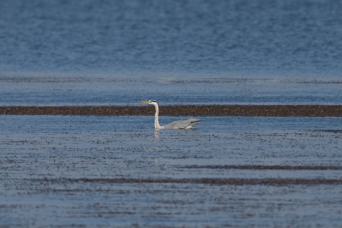 gråhegre - ML644258208