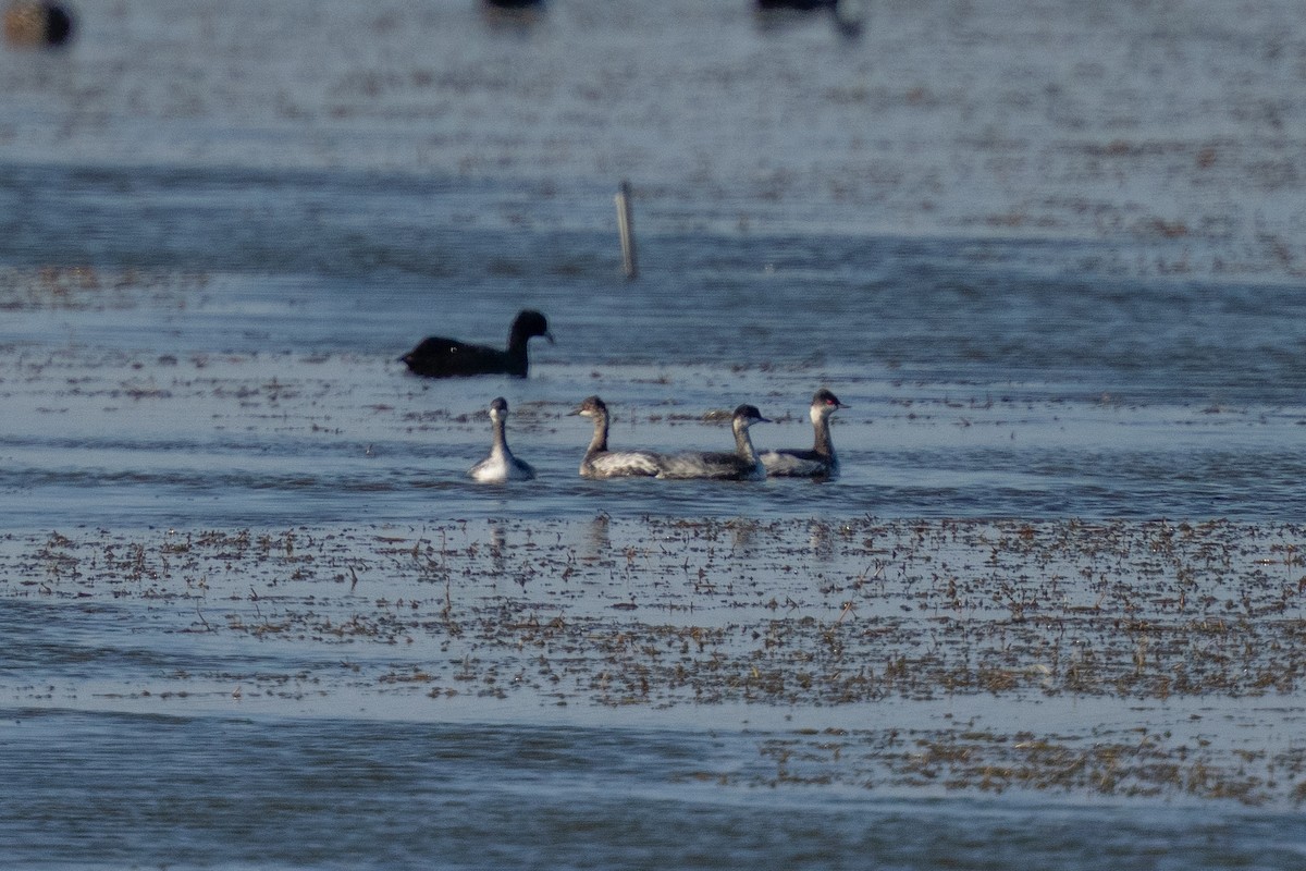 黑頸鸊鷉 - ML644258209