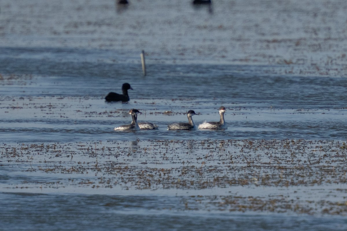 黑頸鸊鷉 - ML644258210