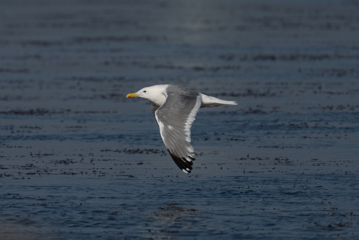 mongolmåke - ML644258211