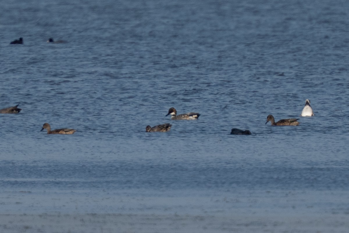 ヨシガモ - ML644258214