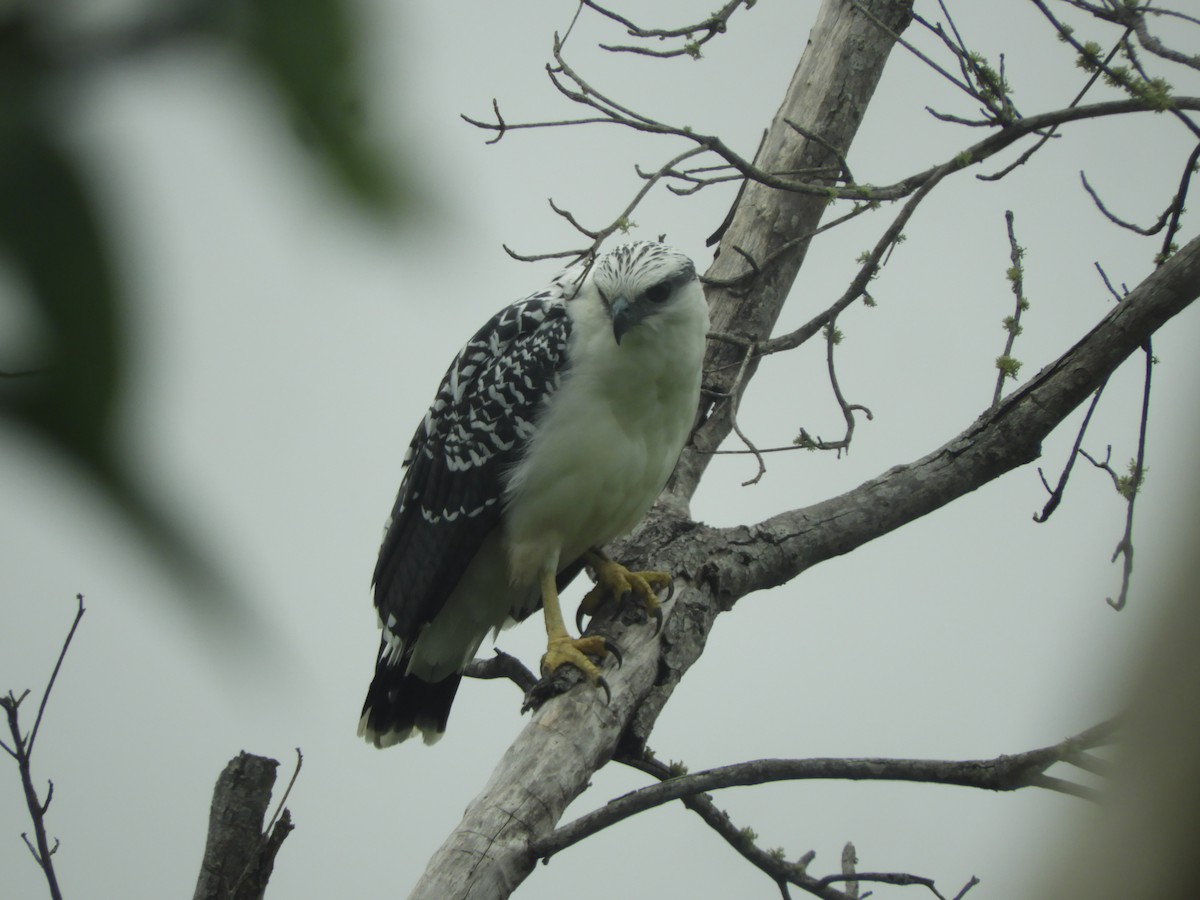 White Hawk - ML644258219