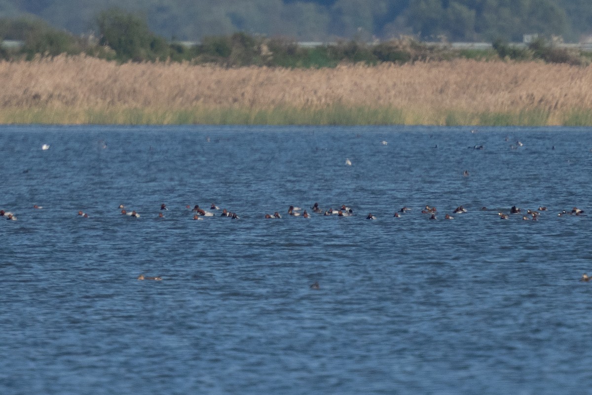 taffeland - ML644258223