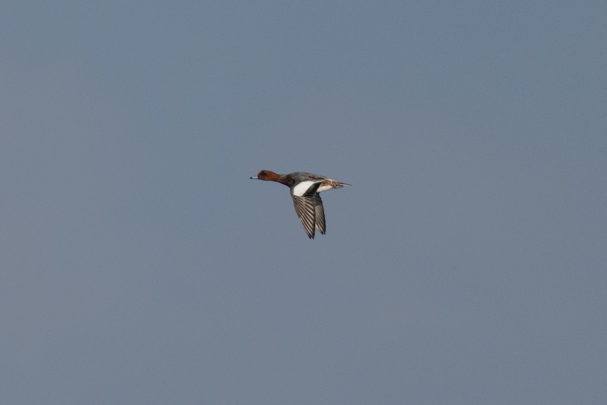 brunnakke - ML644258225