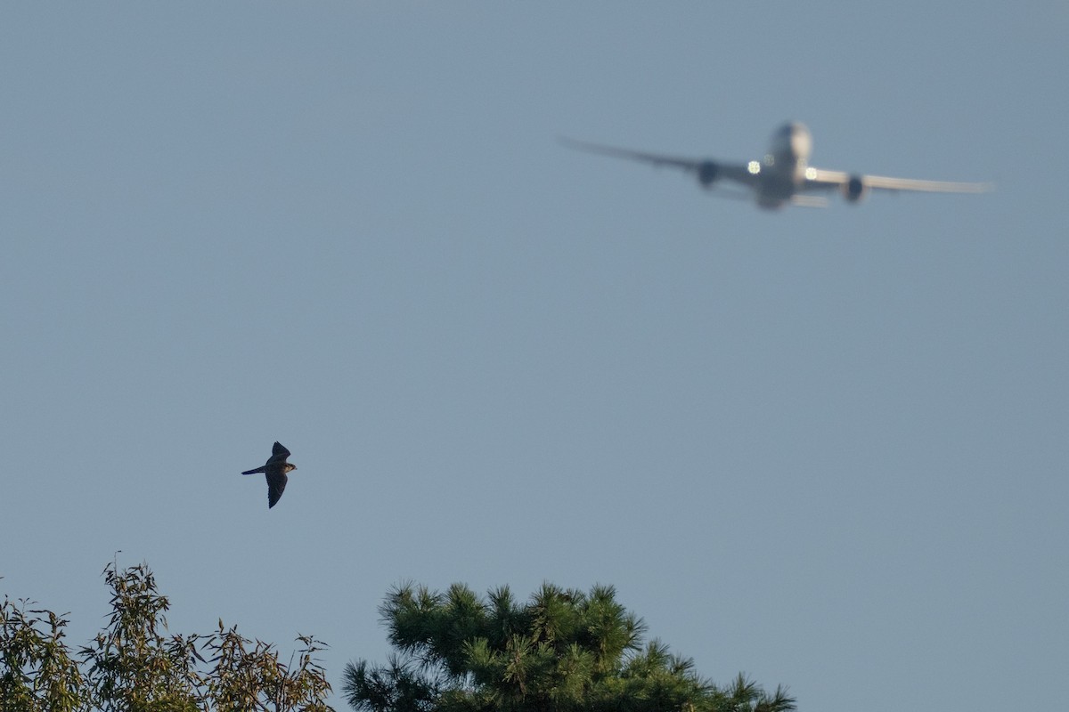 vandrefalk - ML644258226