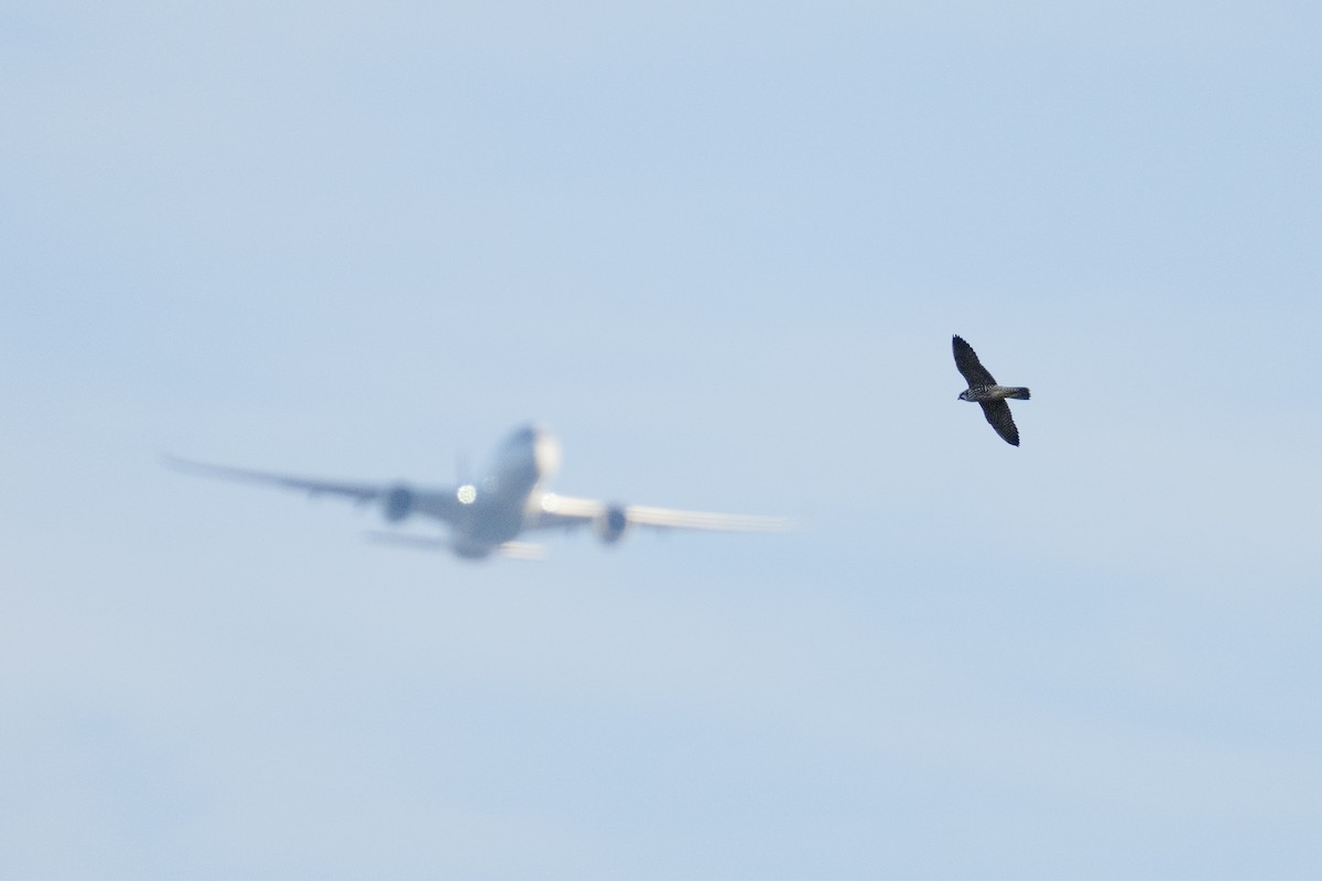 vandrefalk - ML644258227