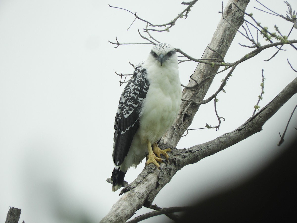 White Hawk - ML644258233