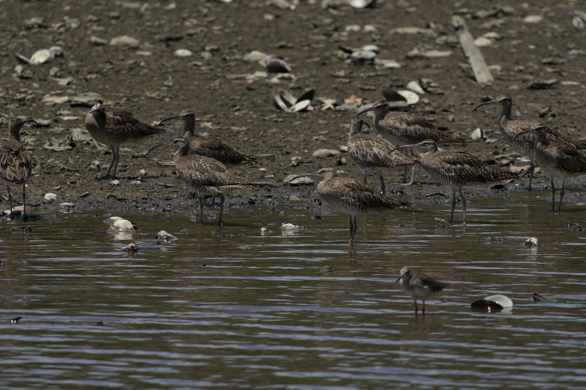Hudsonian/Eurasian Whimbrel - ML644258234