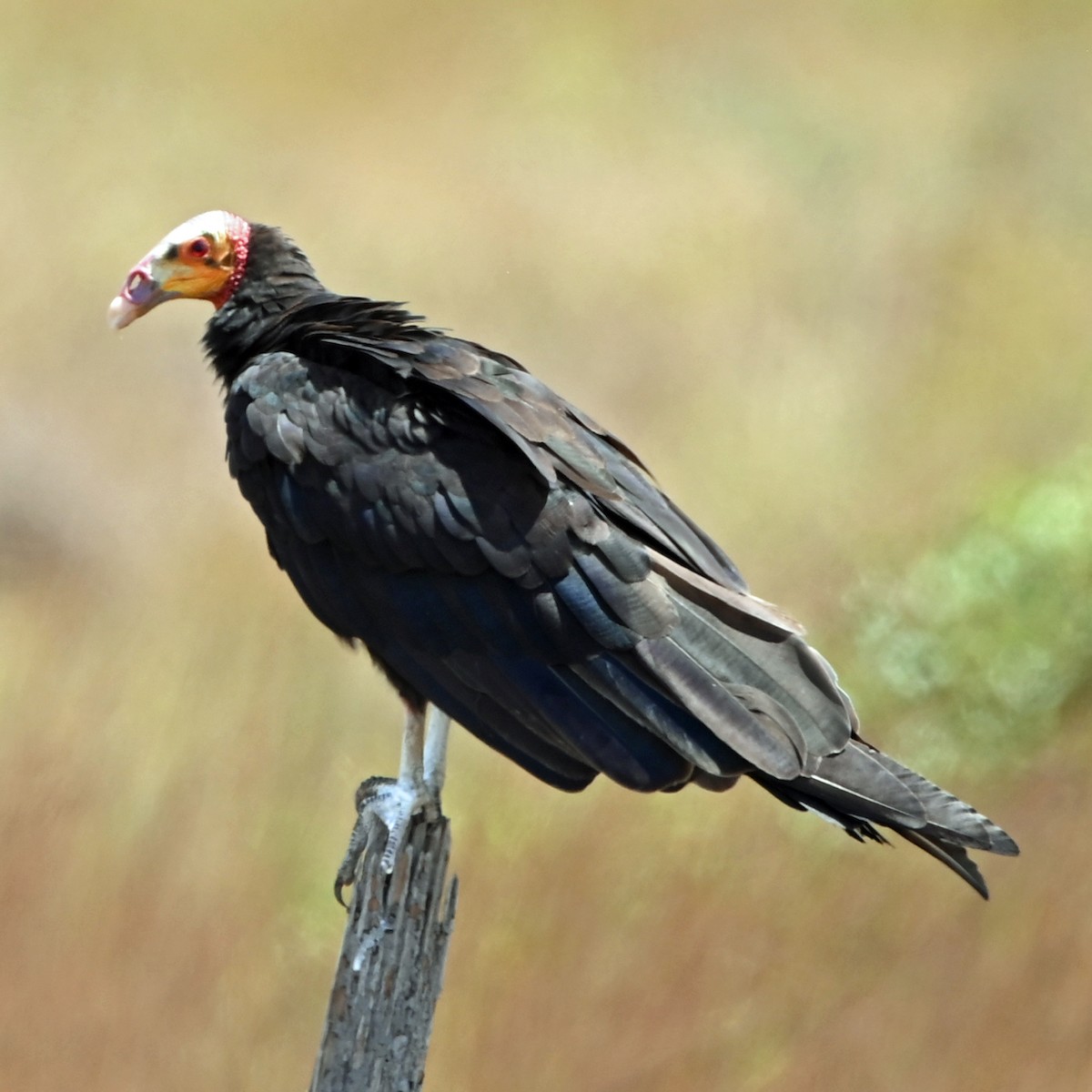 Lesser Yellow-headed Vulture - ML644258250
