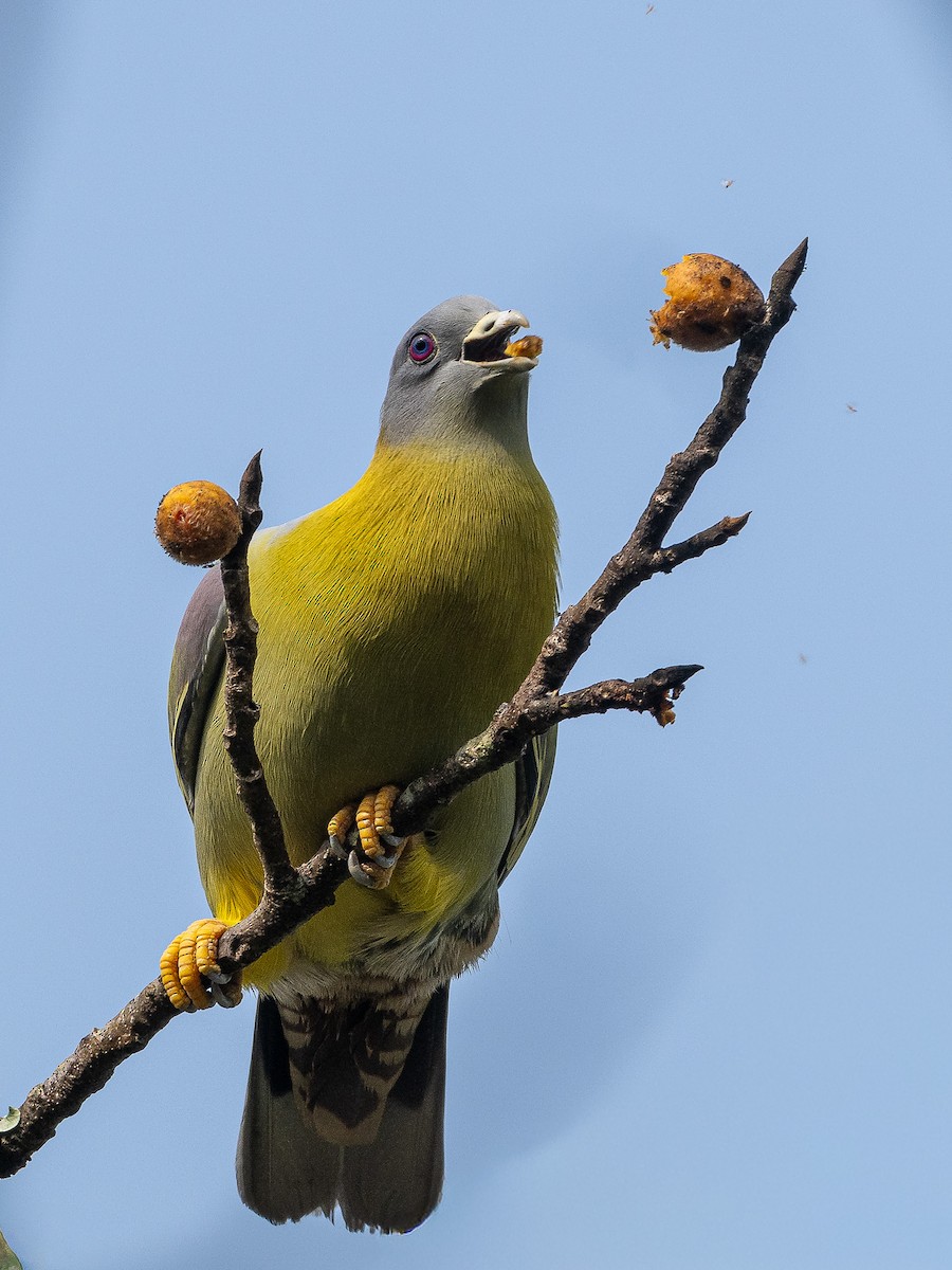Yellow-footed Green-Pigeon - ML644258251