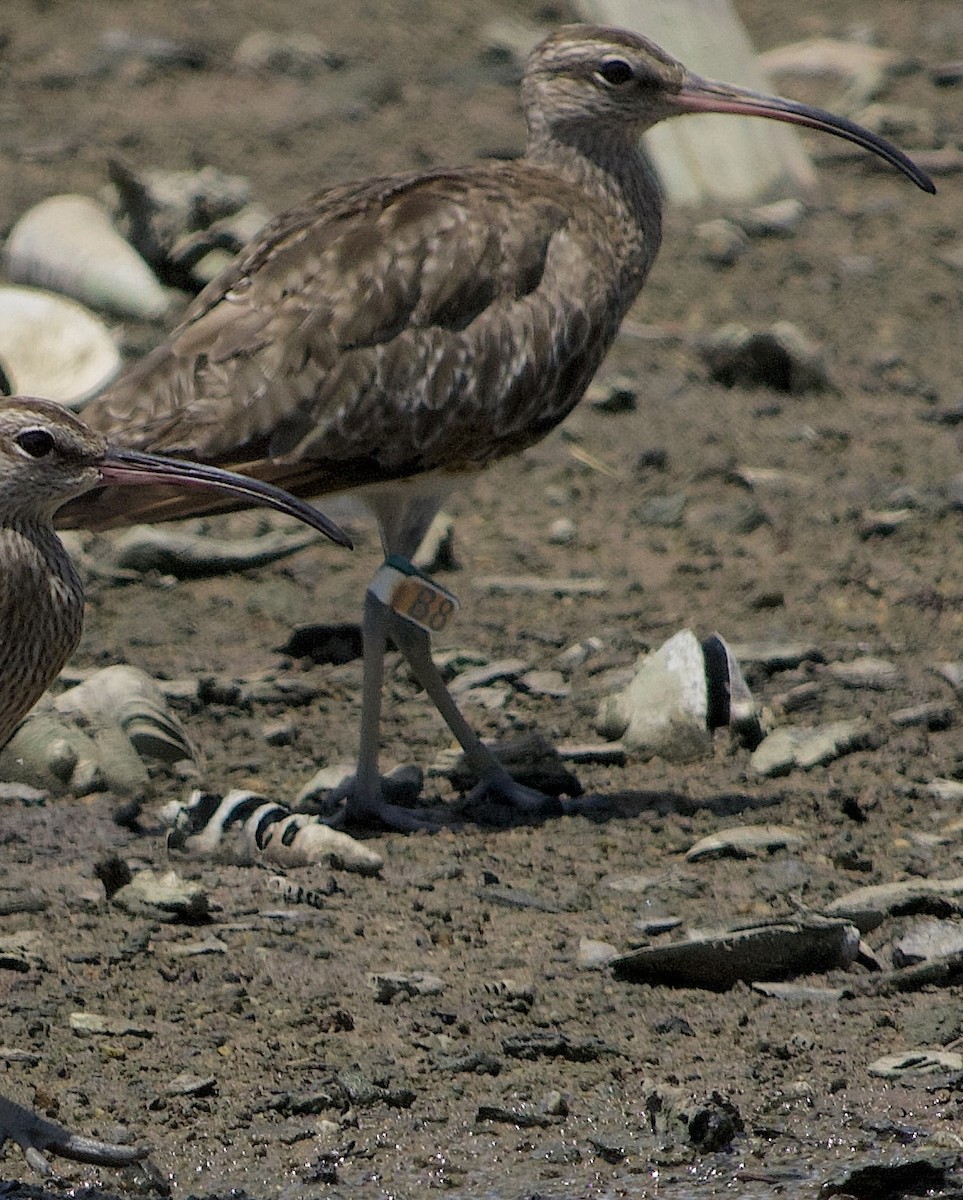 Hudsonian/Eurasian Whimbrel - ML644258258