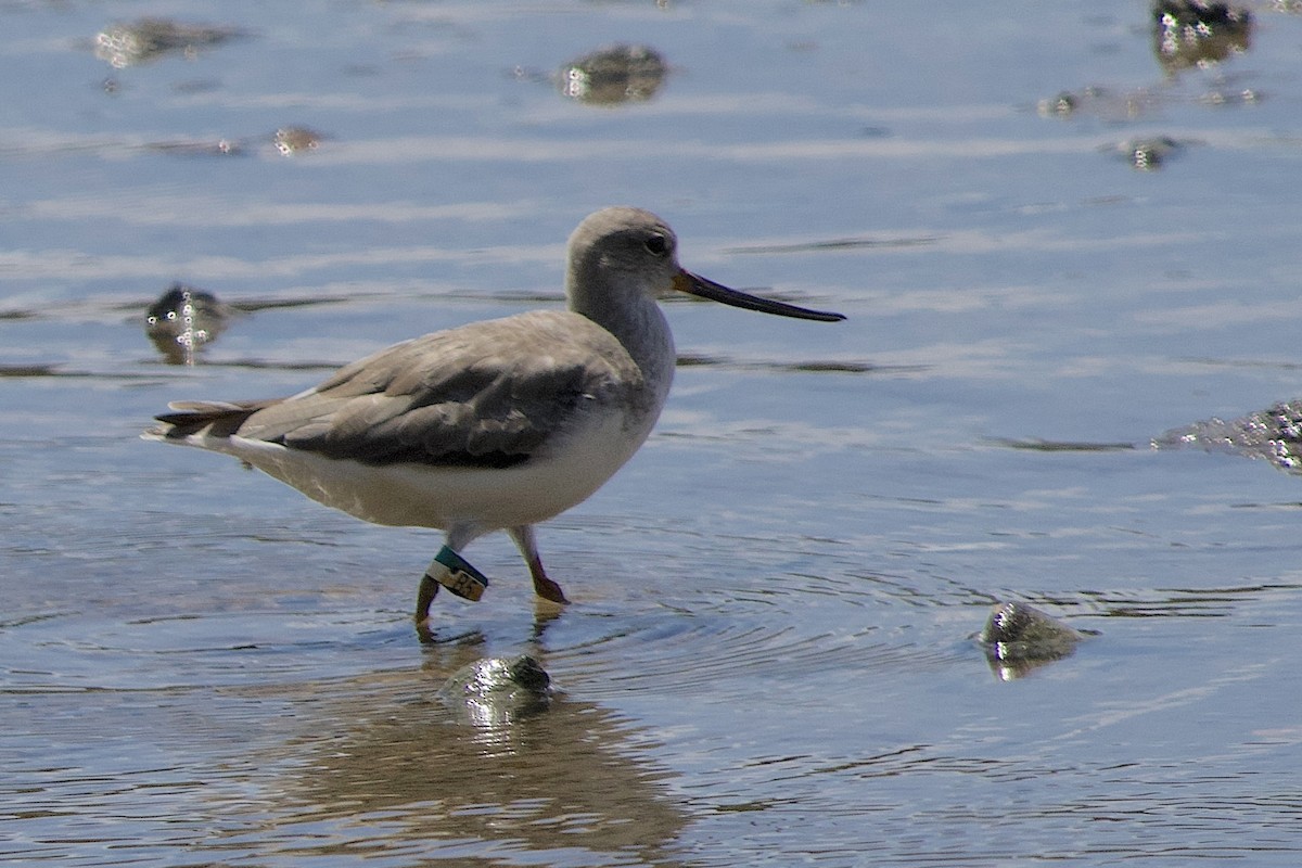 Матигар хөгчүү - ML644258272