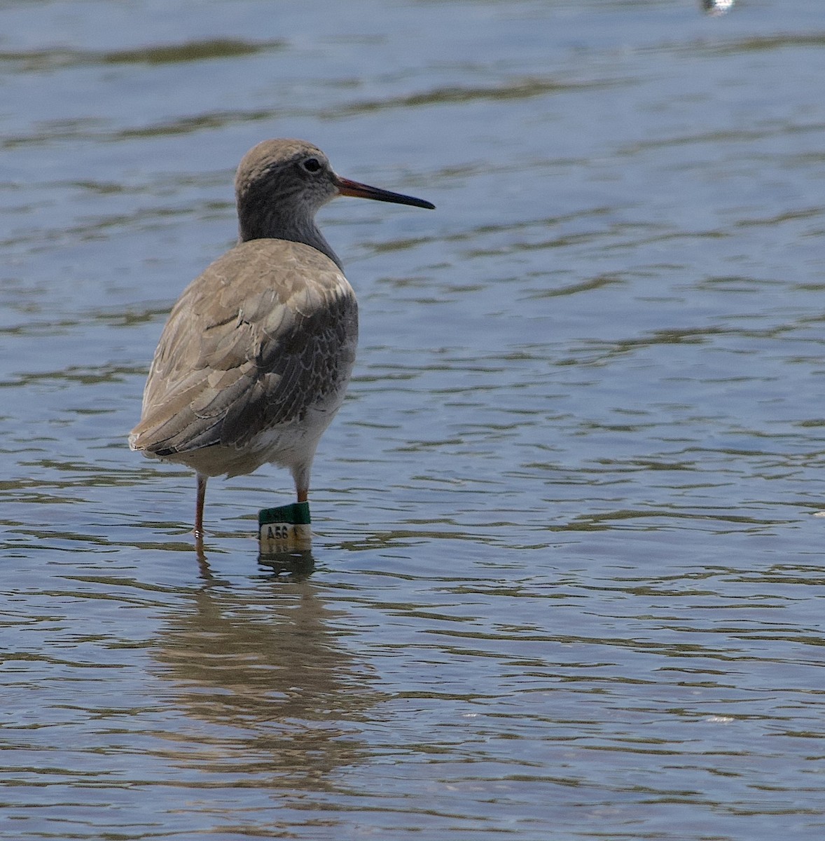 Улаан хөлт хөгчүү - ML644258286