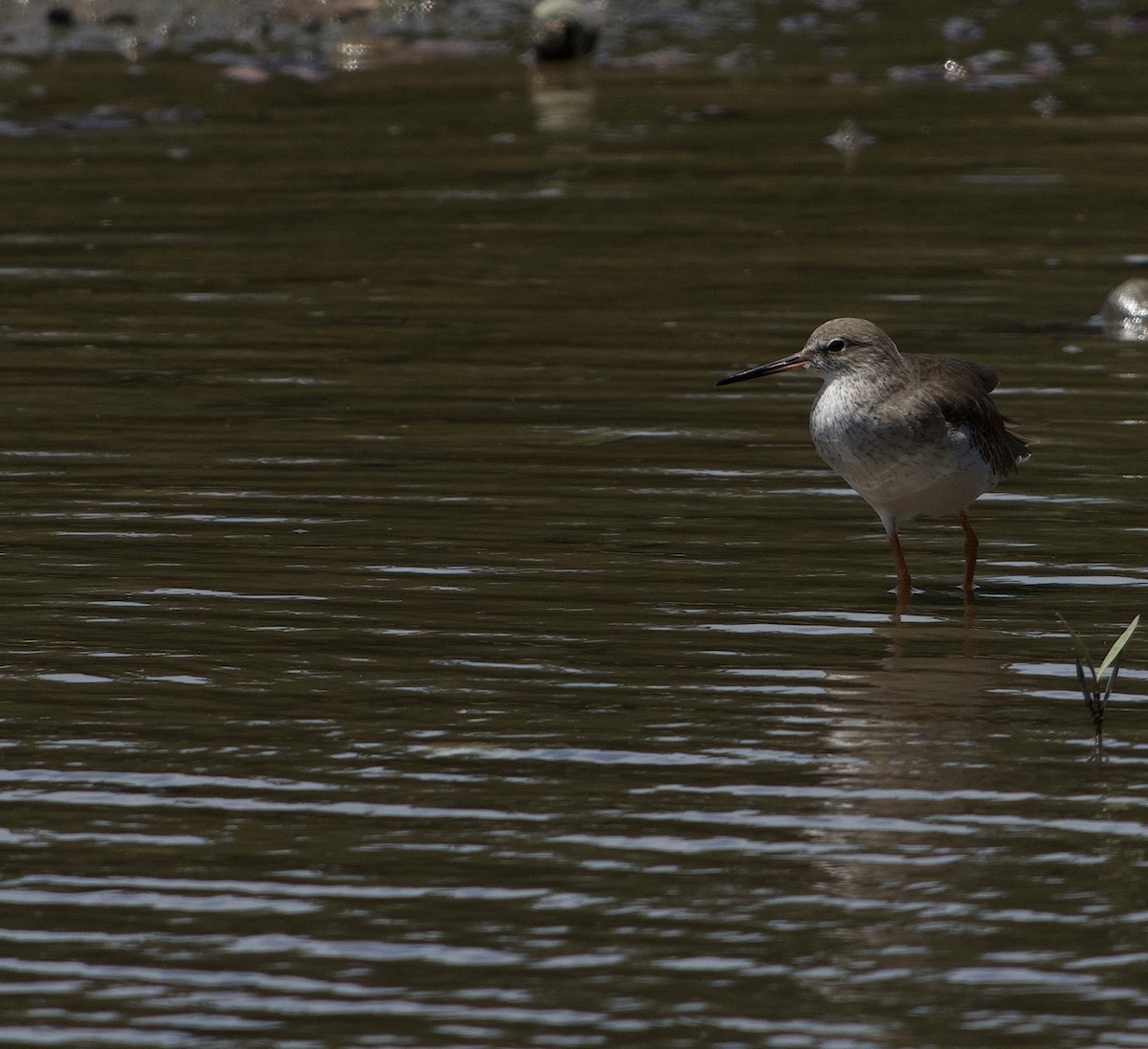 Улаан хөлт хөгчүү - ML644258287