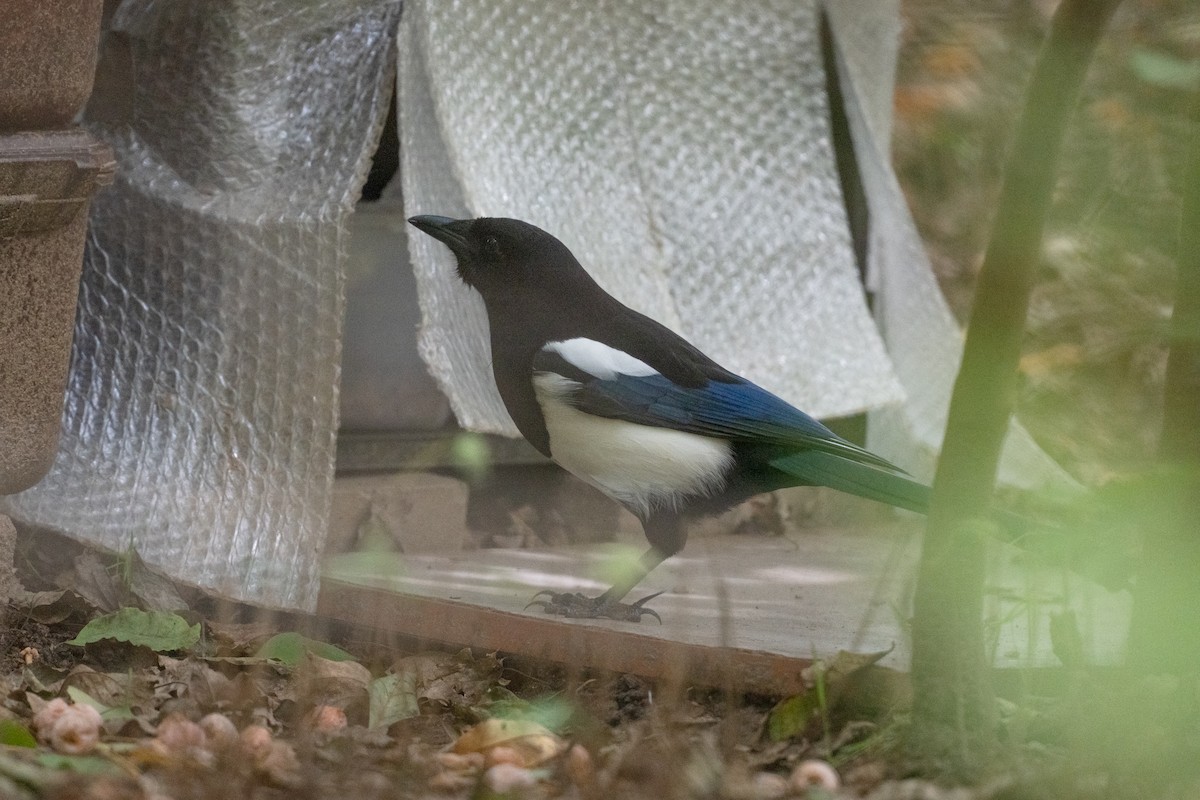 Oriental Magpie - ML644258288