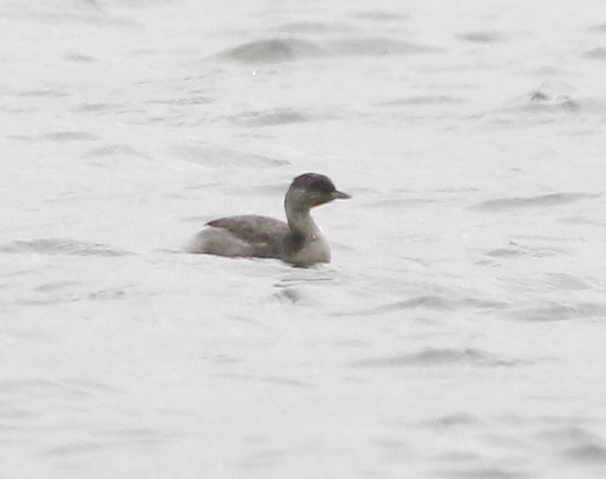 Zampullín Canoso - ML644258296