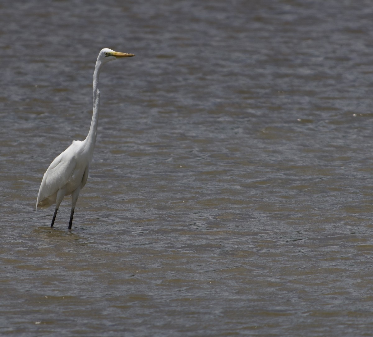 Цасч дэглий - ML644258302