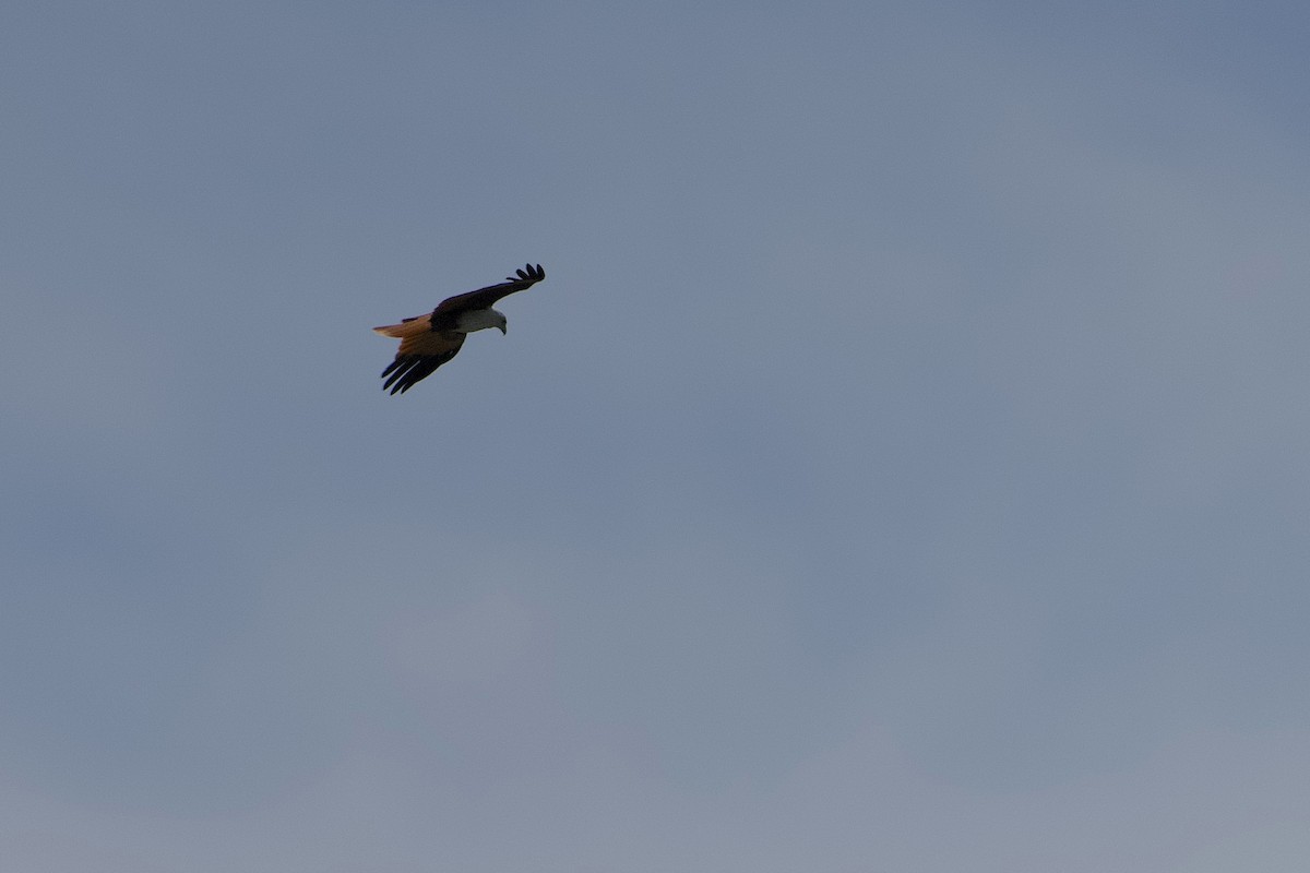 Brahminy Kite - ML644258307