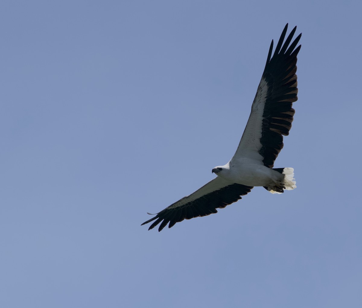 White-bellied Sea-Eagle - ML644258308
