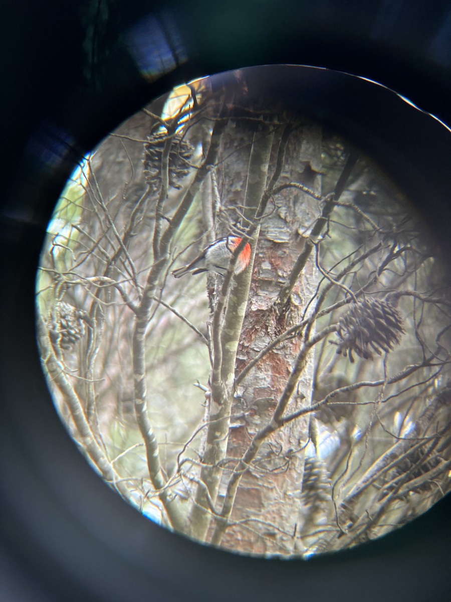 サンショクヒタキ - ML644258312