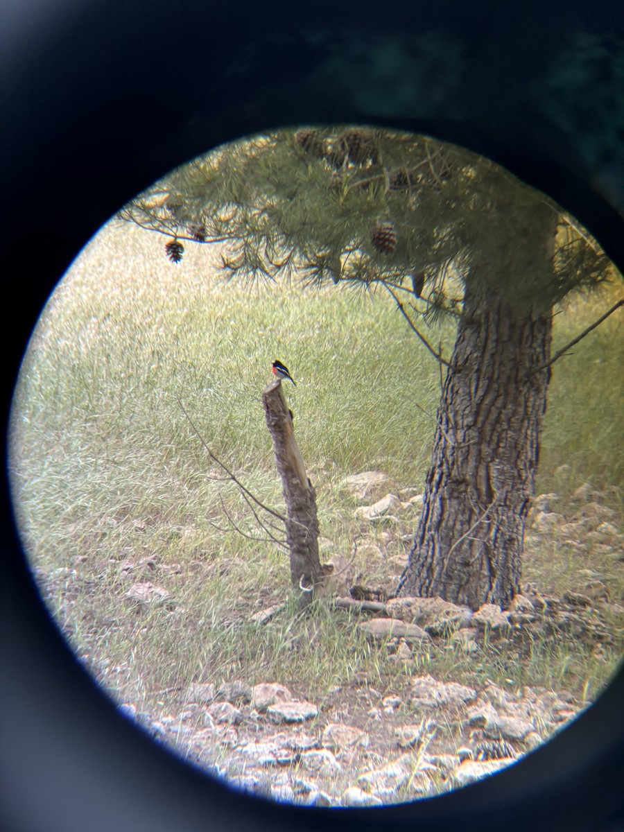 サンショクヒタキ - ML644258313