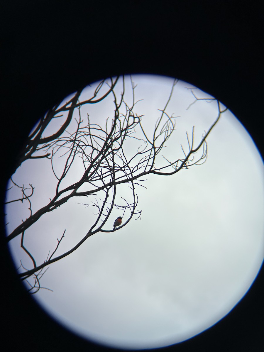 サンショクヒタキ - ML644258314