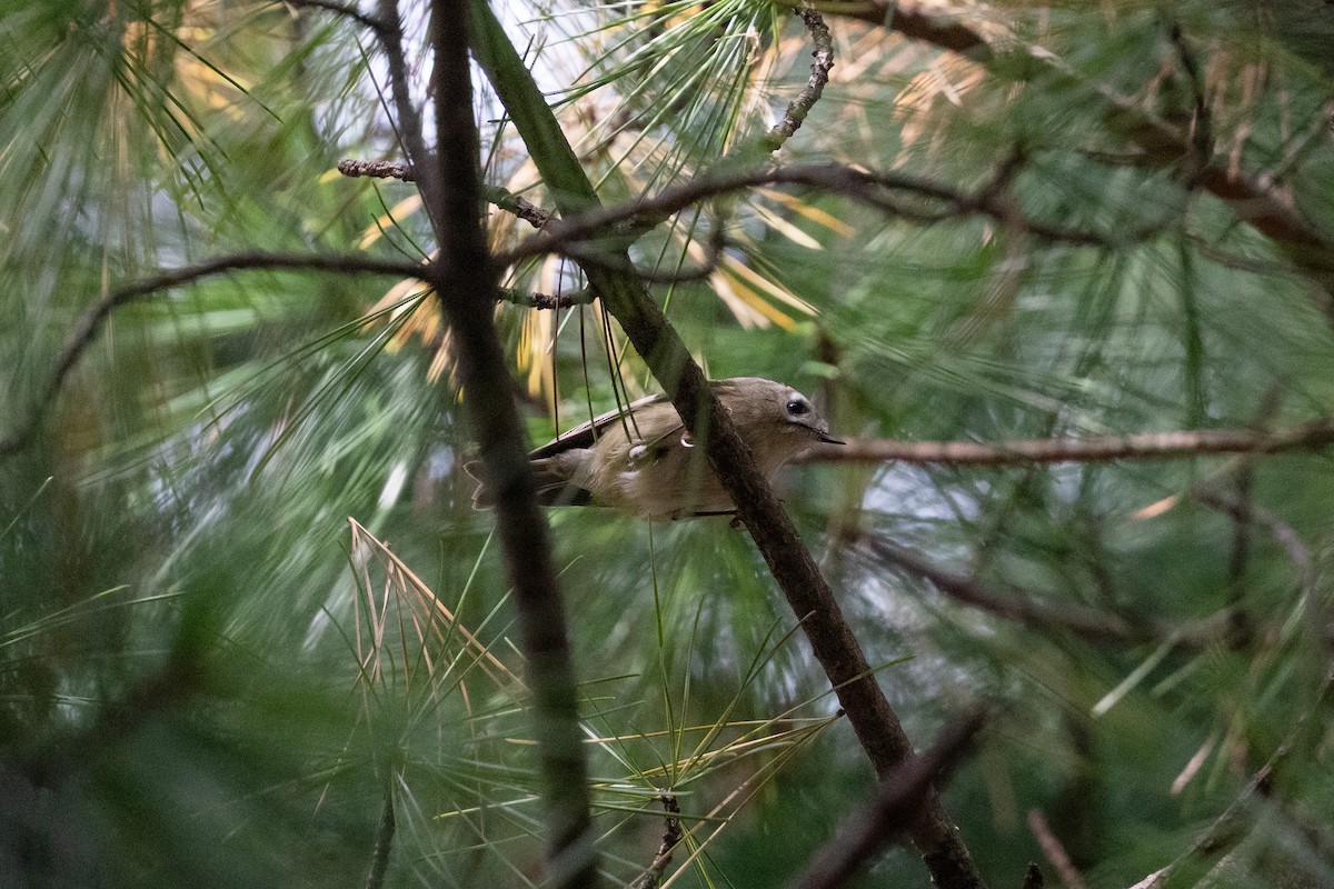 fuglekonge - ML644258316