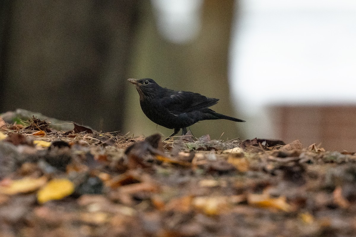 mandarintrost - ML644258321