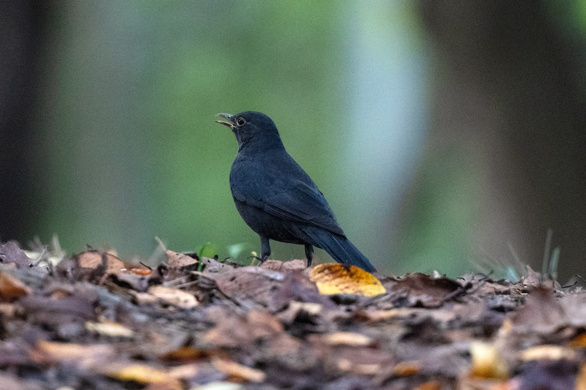 mandarintrost - ML644258322