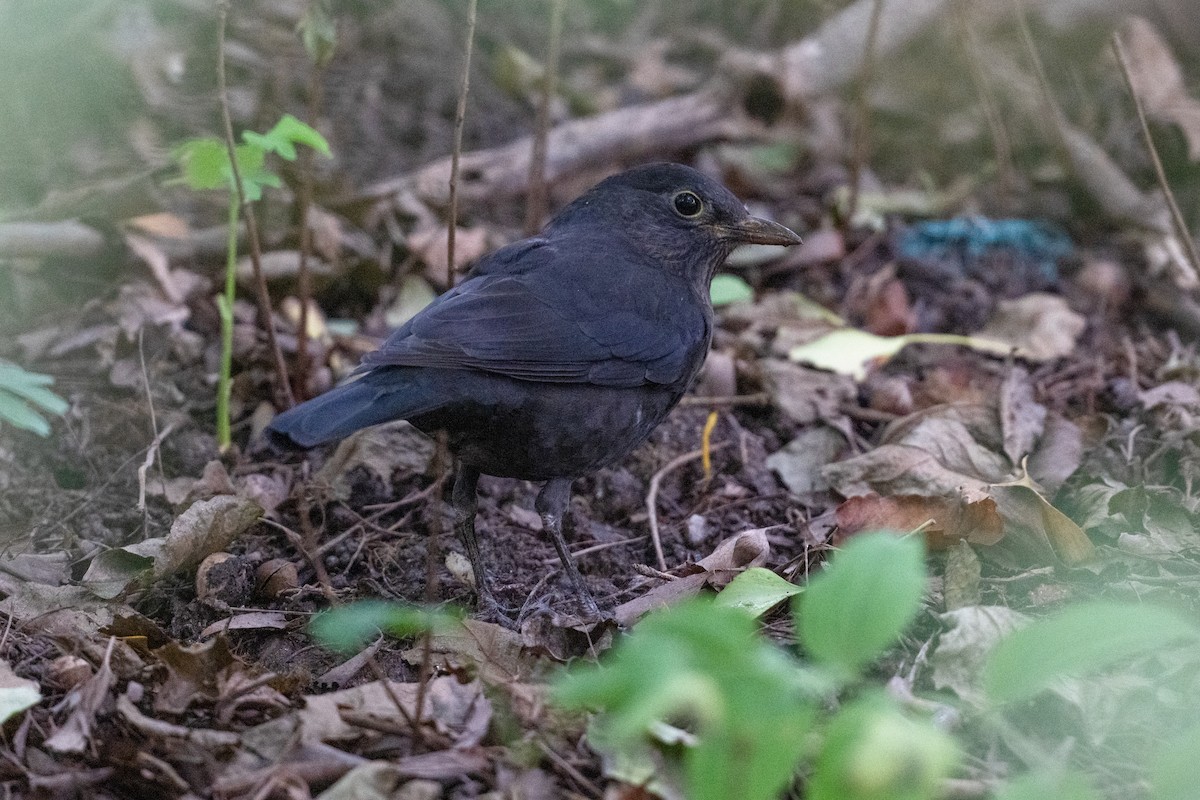 mandarintrost - ML644258326