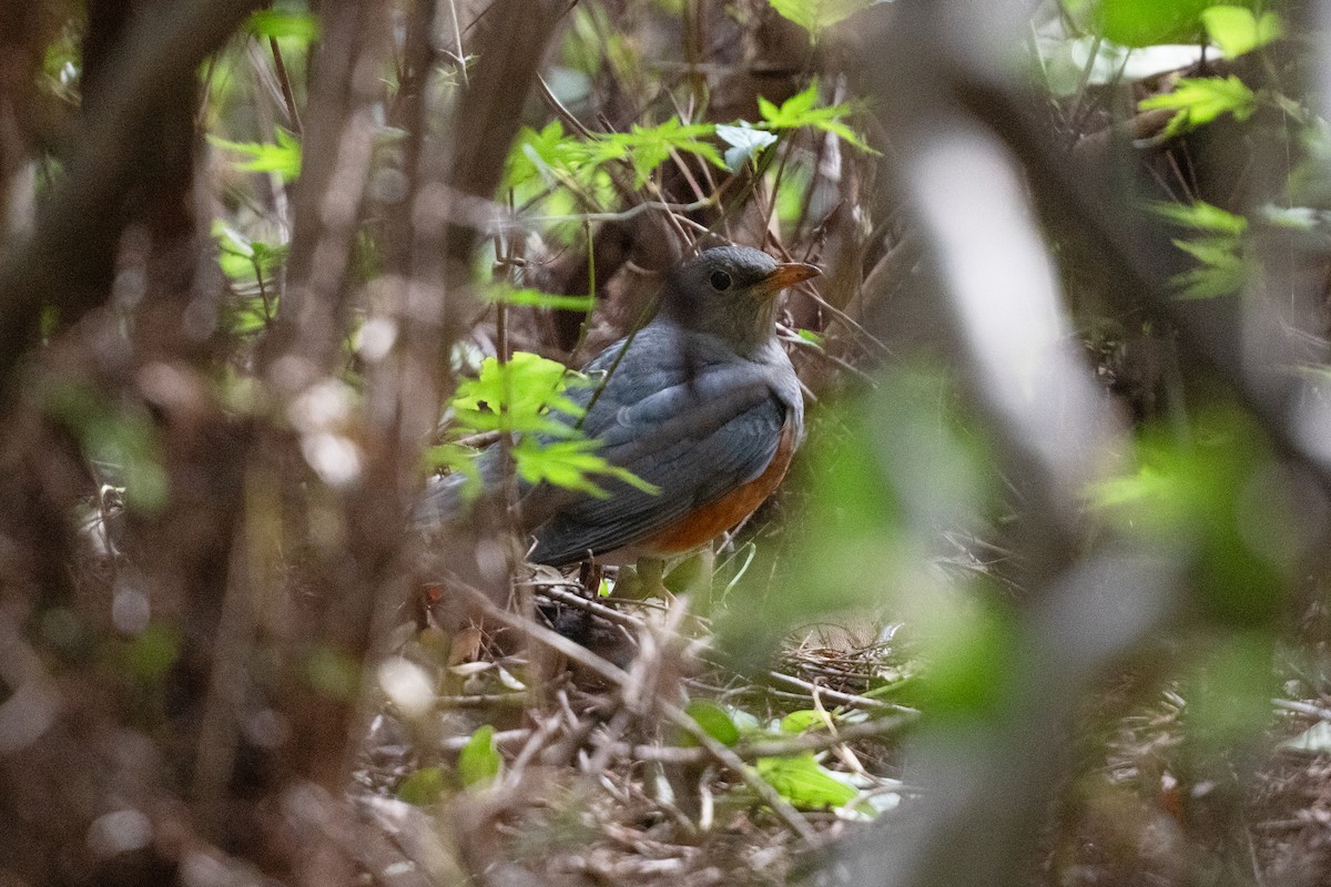 Amurdrossel - ML644258330