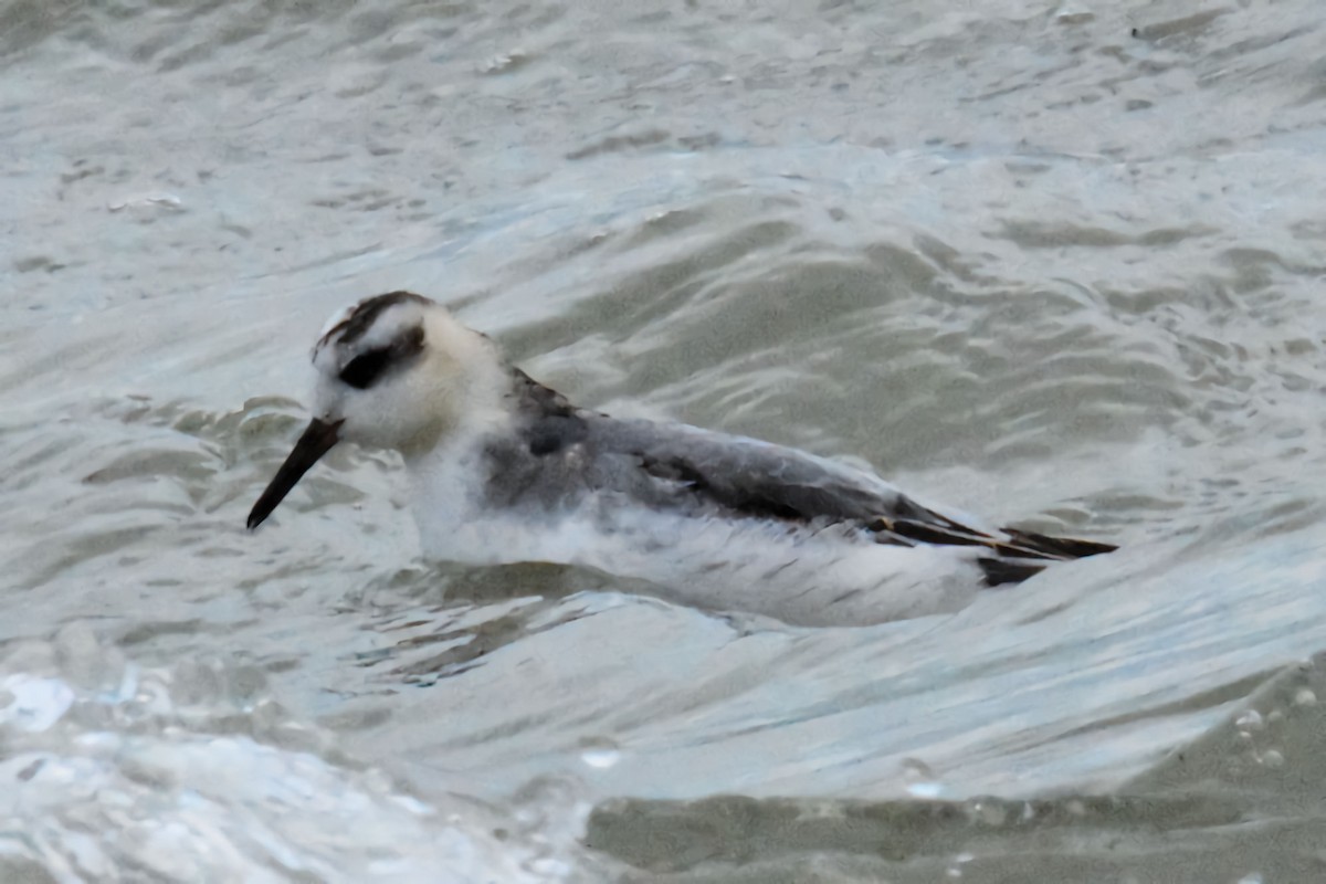 Phalarope à bec large - ML644258331