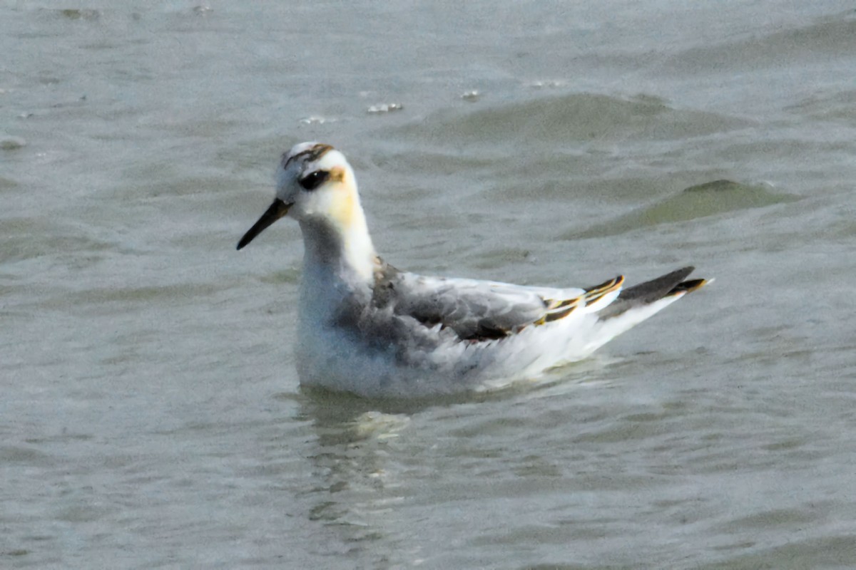 Phalarope à bec large - ML644258332
