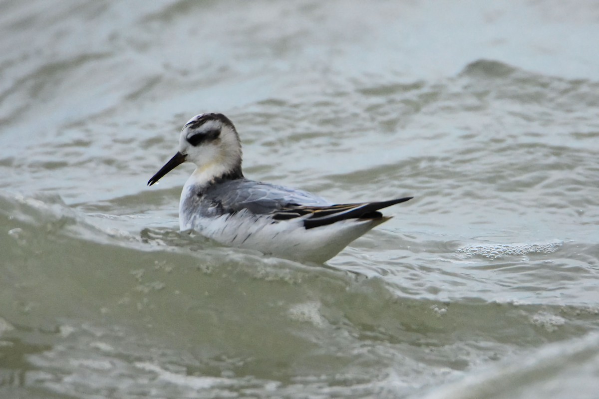 Phalarope à bec large - ML644258333