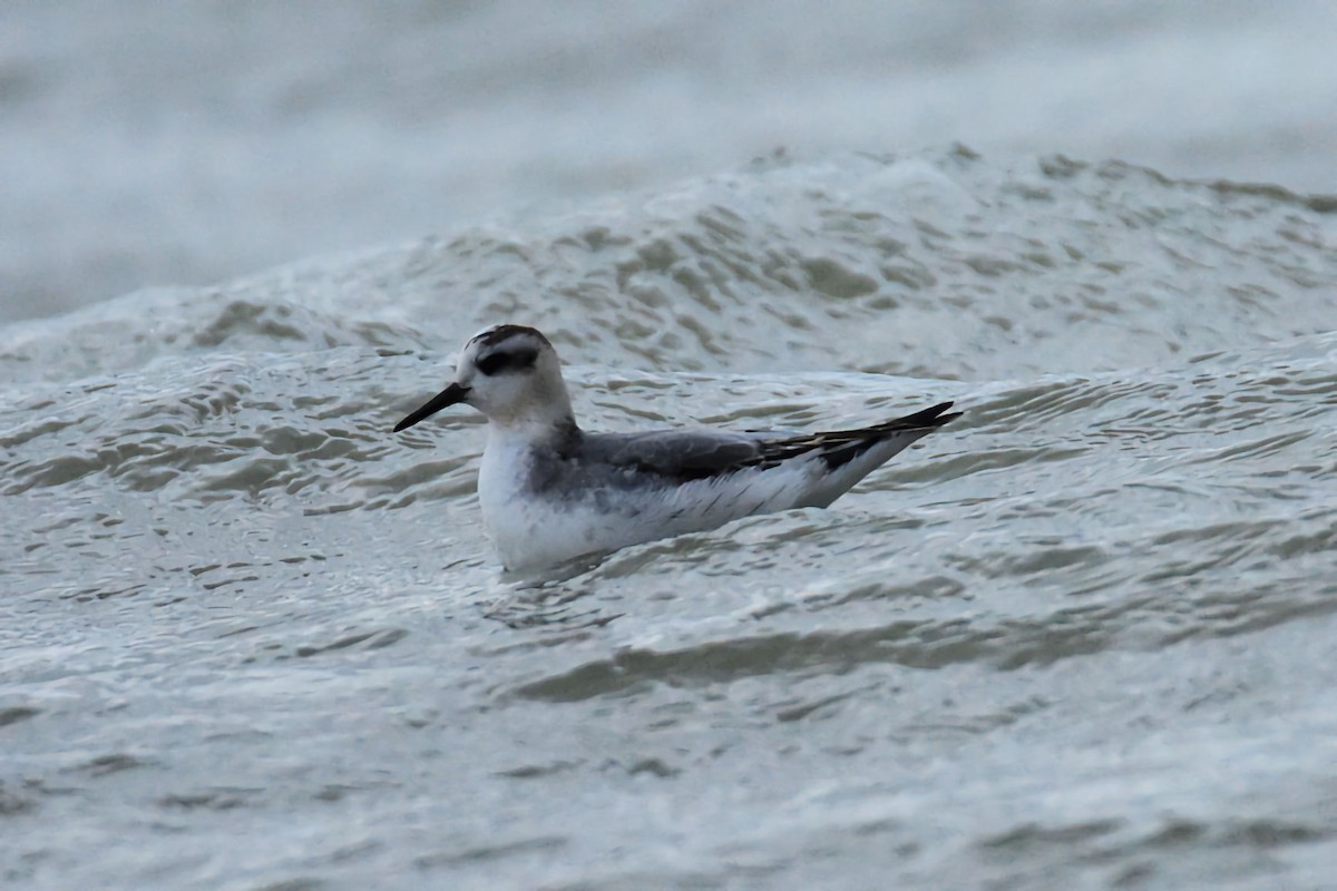 Phalarope à bec large - ML644258334