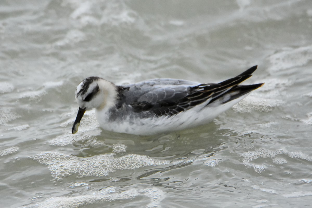 Phalarope à bec large - ML644258335