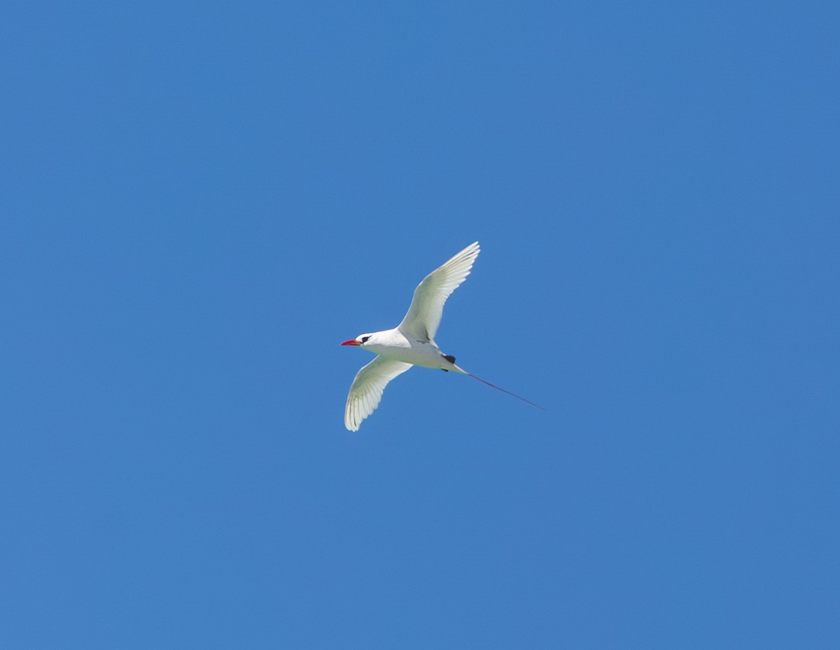 Phaéton à brins rouges - ML644258349