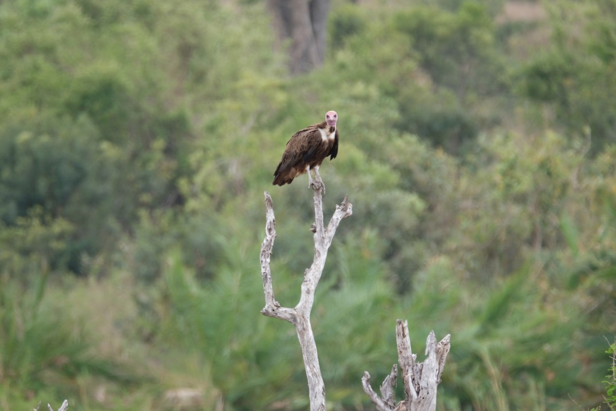 Hooded Vulture - ML644258350