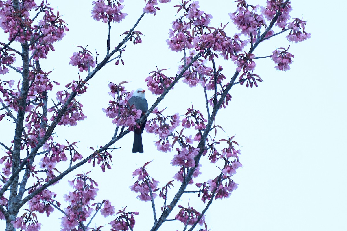White-headed Bulbul - ML644258369