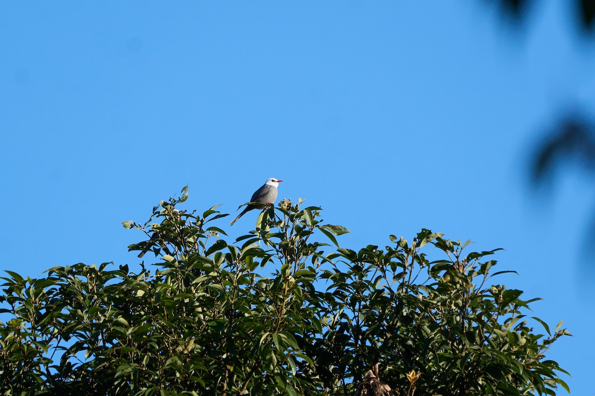White-headed Bulbul - ML644258370