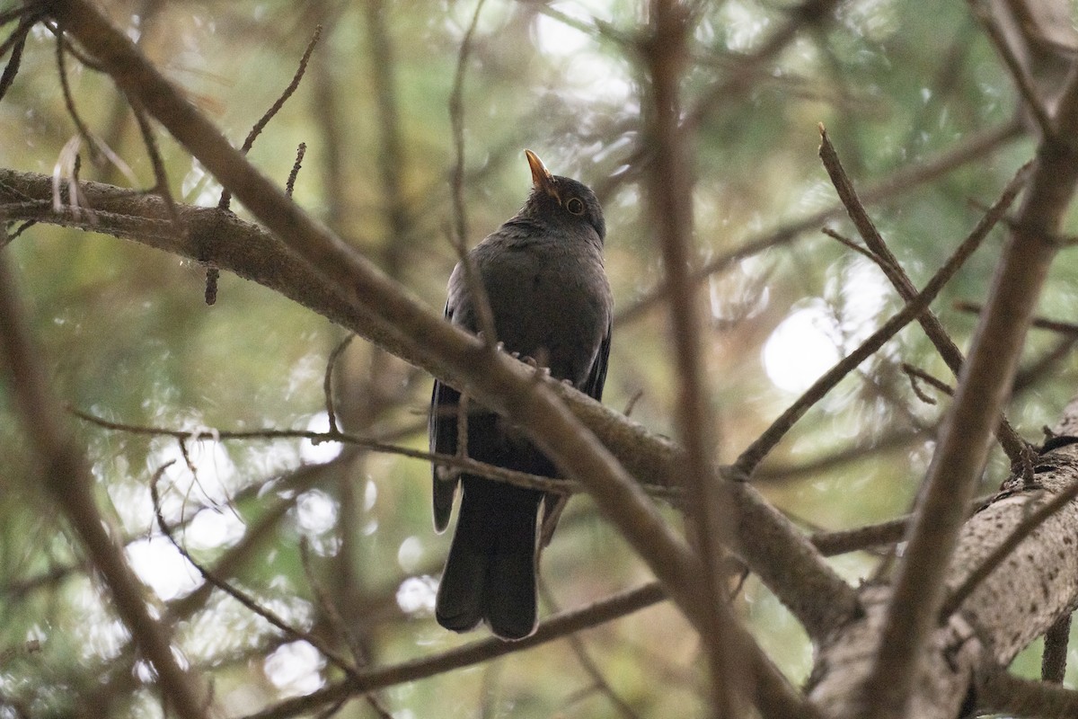 mandarintrost - ML644258371