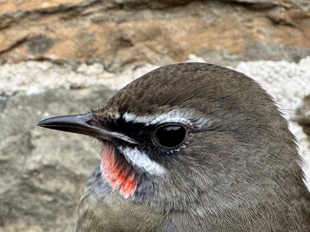 ノゴマ - ML644258379