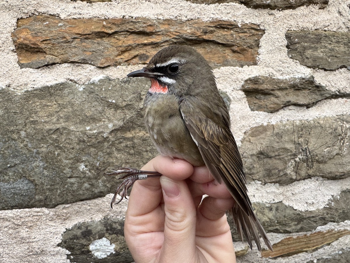 ノゴマ - ML644258380