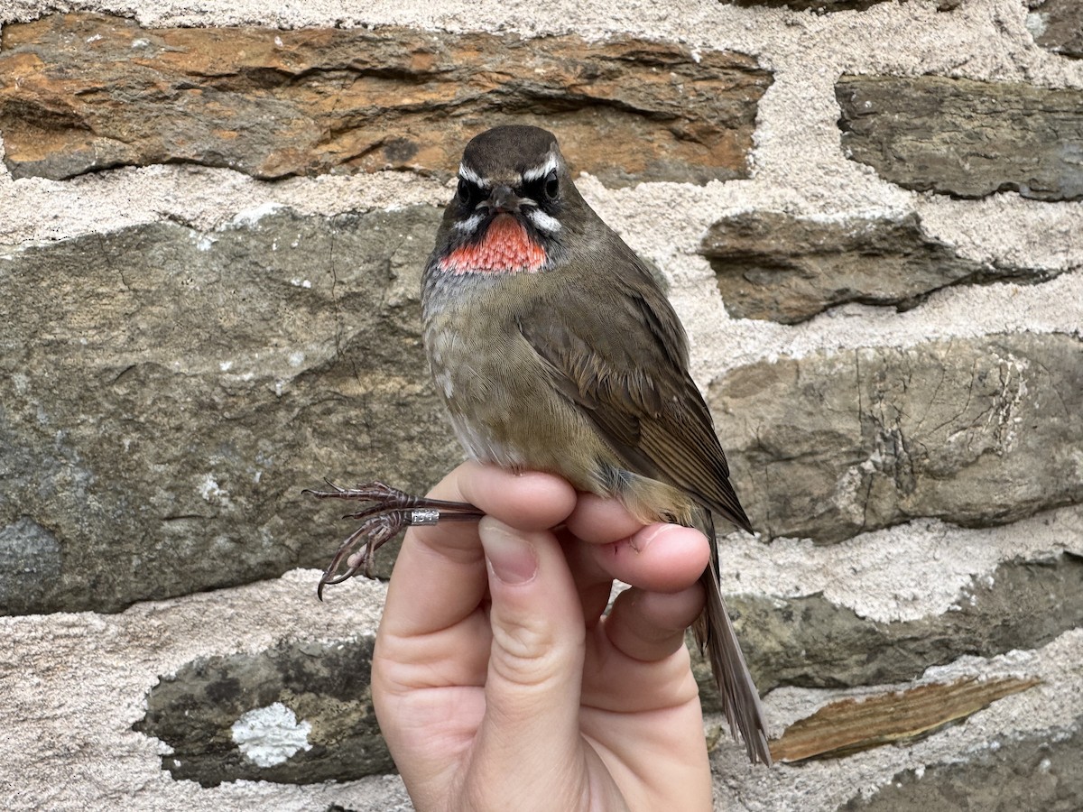 ノゴマ - ML644258381